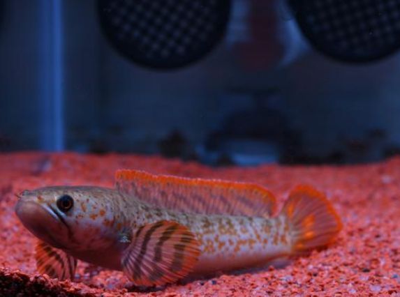 龍魚有哪些小型品種：小型龍魚品種介紹：小型雷龍魚品種介紹