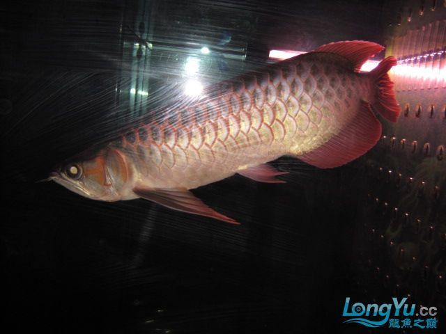 頂級紅龍魚品牌是什么牌子的（頂級紅龍魚品牌）