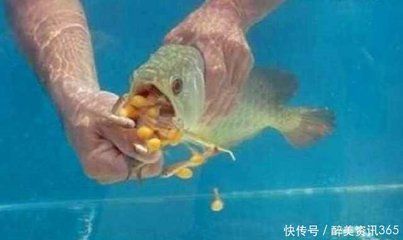 金龍魚換了缸為什么不吃東西：金龍魚換缸后不吃東西可能有多種原因