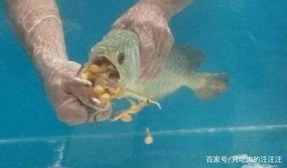 金龍魚換了缸為什么不吃東西：金龍魚換缸后不吃東西可能有多種原因