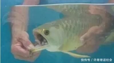 金龍魚換了缸為什么不吃東西：金龍魚換缸后不吃東西可能有多種原因