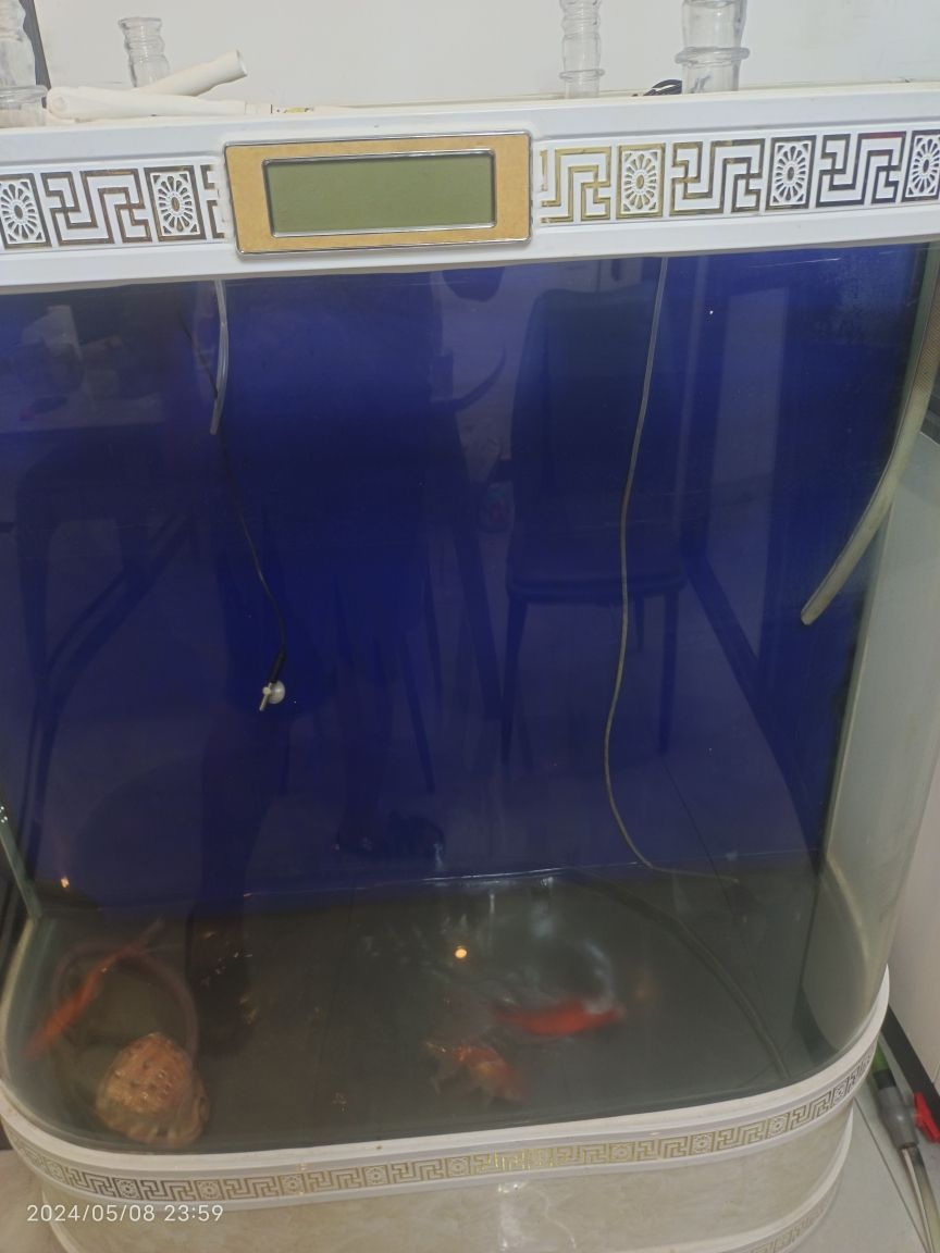 小紅金龍魚的價格是多少：小紅金龍魚10公分多少錢