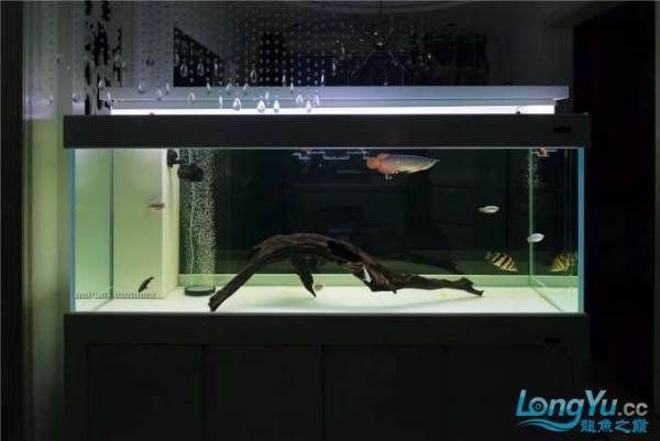 紅龍魚燈光使用方法（養紅龍魚用什么燈好）