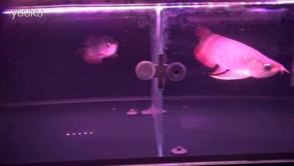杭州紅龍魚（杭州紅龍魚價格）