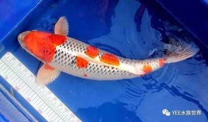 龍魚(yú)鱗片有白色：龍魚(yú)鱗片上出現(xiàn)白色物質(zhì)可能是由于水霉病引起的，可能是水霉病