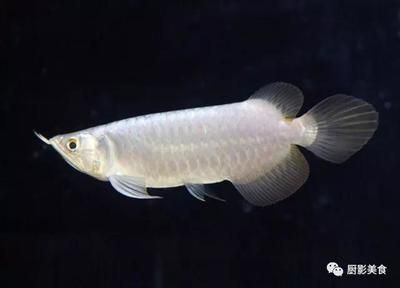 龍魚(yú)鱗片有白色：龍魚(yú)鱗片上出現(xiàn)白色物質(zhì)可能是由于水霉病引起的，可能是水霉病