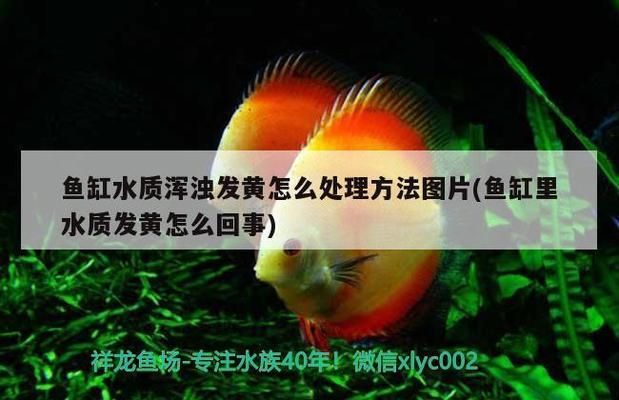 養紅龍魚的好處與壞處視頻大全（養紅龍魚的好處與壞處視頻大全圖片）