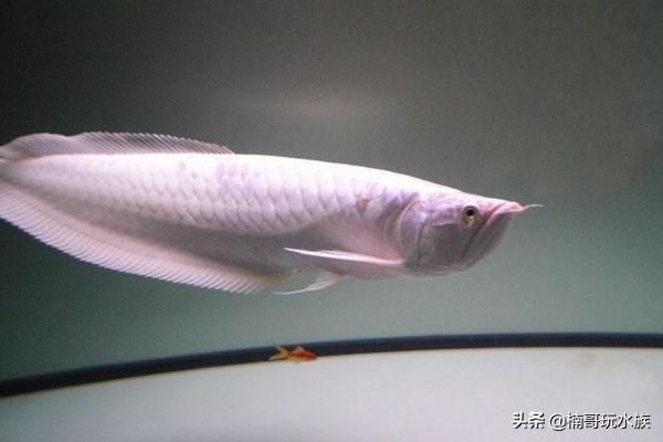 雪龍魚最佳飼養(yǎng)水溫范圍：雪龍魚最佳飼養(yǎng)水溫范圍查詢