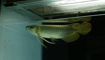 龍魚多久長大：龍魚的成長速度受到多種因素影響，飼養條件是受到多種影響