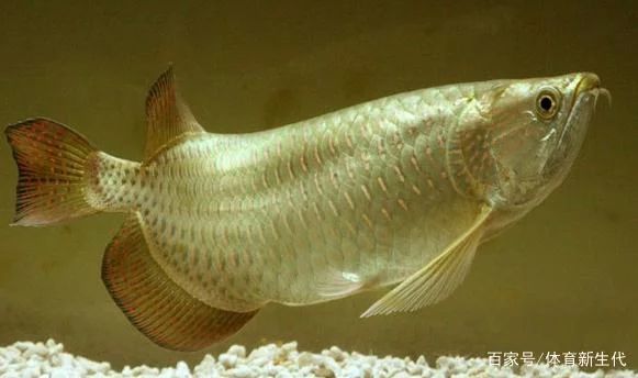 龍魚多久長大：龍魚的成長速度受到多種因素影響，飼養條件是受到多種影響