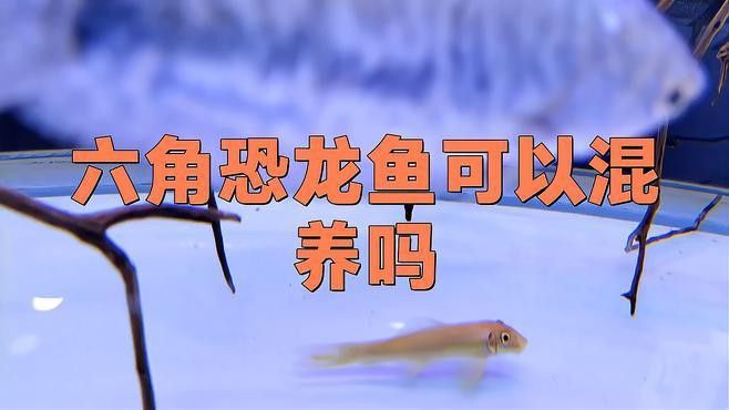 哪些魚可以和六角恐龍混養？
