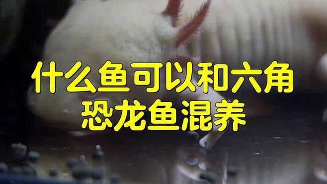 哪些魚可以和六角恐龍混養？
