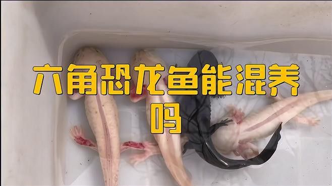 哪些魚可以和六角恐龍混養？