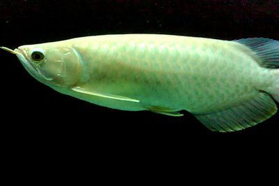 青龍魚好看嗎