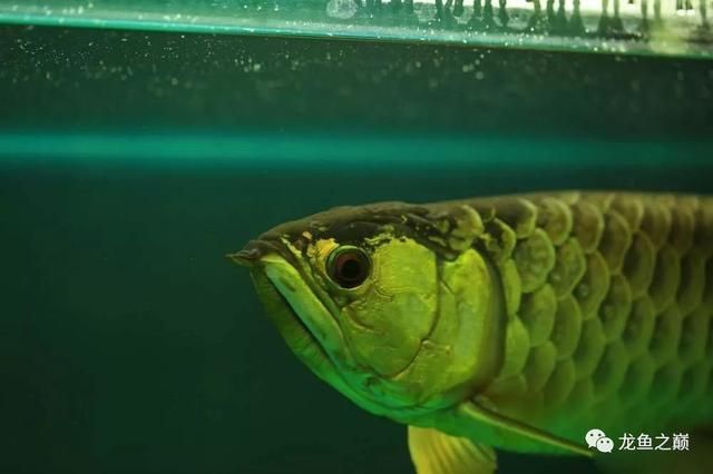 龍魚一天開燈多長時間：龍魚一天的開燈時間應保持10-12小時