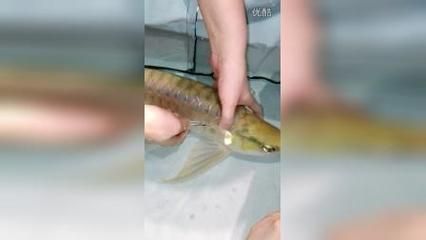 龍魚手術后注意什么（龍魚手術后的飲食需要注意以下幾個方面）