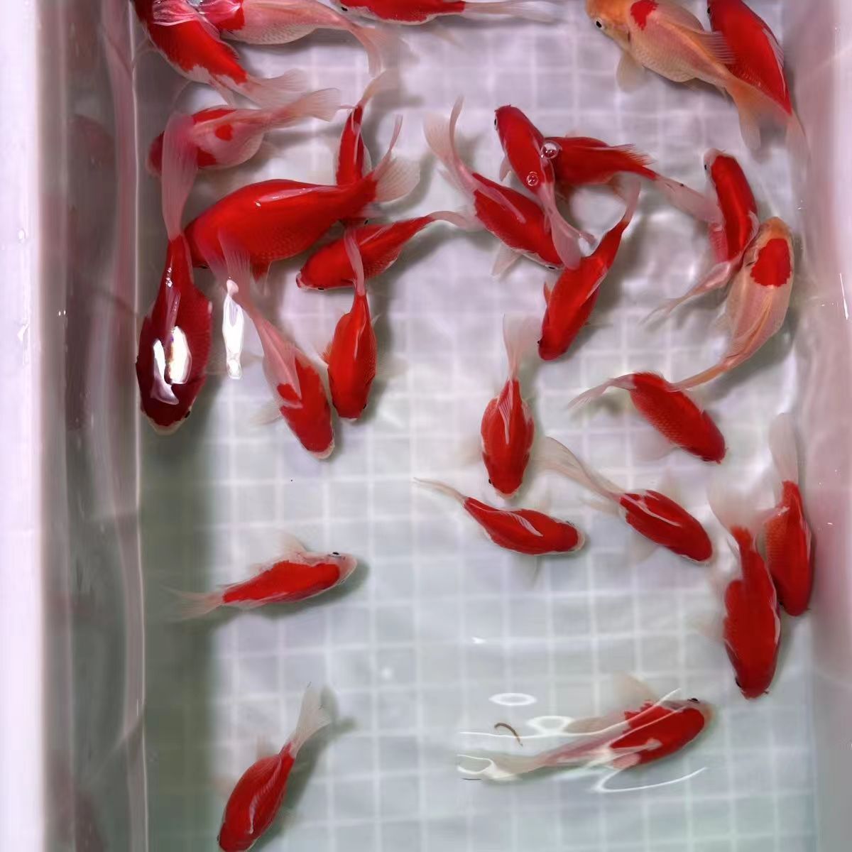 龍魚和鸚鵡混養(yǎng)比例：龍魚好養(yǎng)還是鸚鵡好養(yǎng)？新手飼養(yǎng)指南