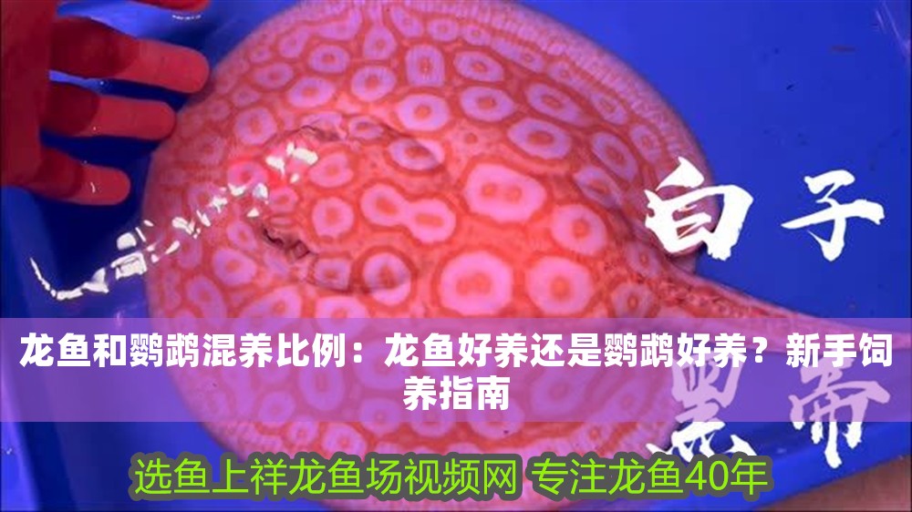 龍魚和鸚鵡混養比例：龍魚好養還是鸚鵡好養？新手飼養指南