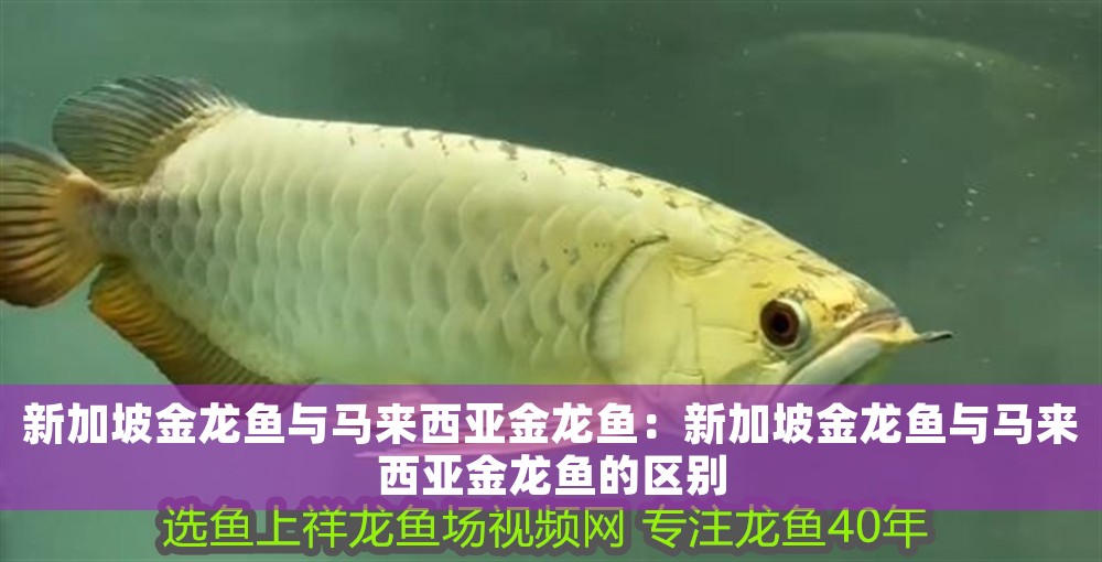 新加坡金龍魚與馬來西亞金龍魚：新加坡金龍魚與馬來西亞金龍魚的區別