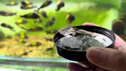 紅龍魚怎么做檢疫，紅龍魚檢疫后如何轉養