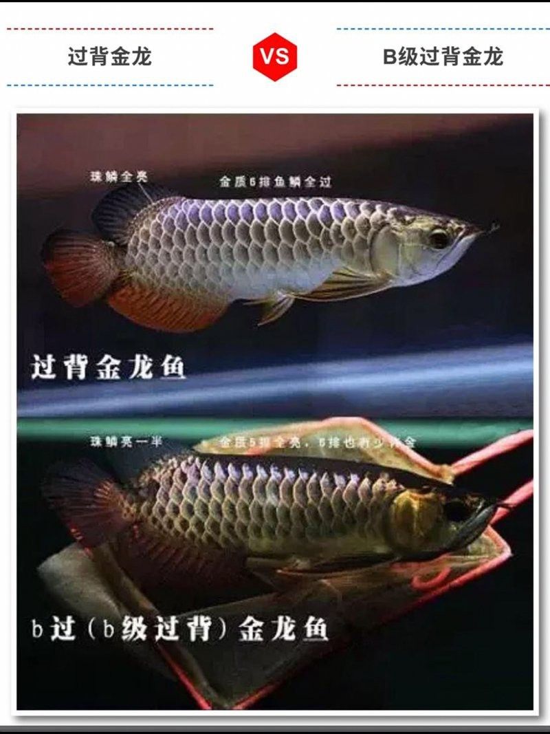 如何區分B過和真過背？