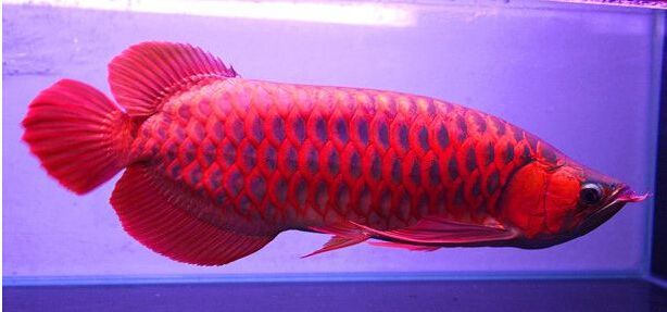紅龍魚上色時間直至多大魚齡就不上色了：紅龍魚上色時間和年齡并不固定，上色時間和年齡并不固定