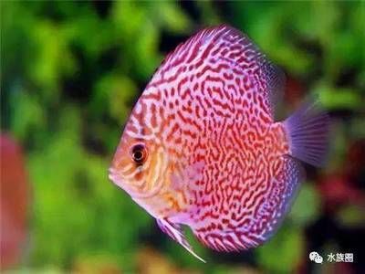 龍魚和戰(zhàn)船（龍魚與戰(zhàn)船在歷史和文化中的象征意義）