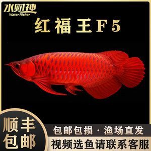 紅龍魚可以活多久（紅龍魚的壽命是多少年紅龍魚的壽命多長時間能活多久） 紅龍魚可以活多久（紅龍魚的壽命是多少年紅龍魚的壽命多長時間能活多久） 龍魚百科 第2張