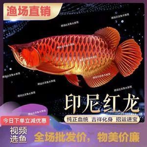 紅龍魚可以活多久（紅龍魚的壽命是多少年紅龍魚的壽命多長時間能活多久） 紅龍魚可以活多久（紅龍魚的壽命是多少年紅龍魚的壽命多長時間能活多久） 龍魚百科 第3張