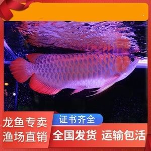 紅龍魚可以活多久（紅龍魚的壽命是多少年紅龍魚的壽命多長時間能活多久） 紅龍魚可以活多久（紅龍魚的壽命是多少年紅龍魚的壽命多長時間能活多久） 龍魚百科 第5張