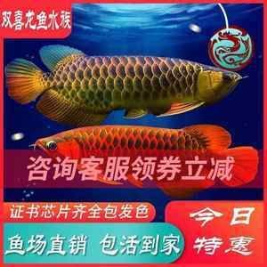 紅龍魚可以活多久（紅龍魚的壽命是多少年紅龍魚的壽命多長時間能活多久） 紅龍魚可以活多久（紅龍魚的壽命是多少年紅龍魚的壽命多長時間能活多久） 龍魚百科 第6張