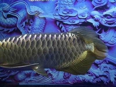 超大龍魚欣賞：超大龍魚的特點和欣賞技巧