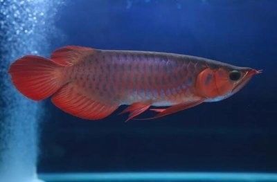 龍魚脾氣暴躁原因分析圖