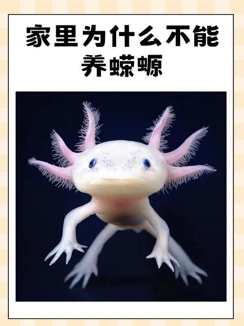小火龍魚可以與金魚混養嗎圖片