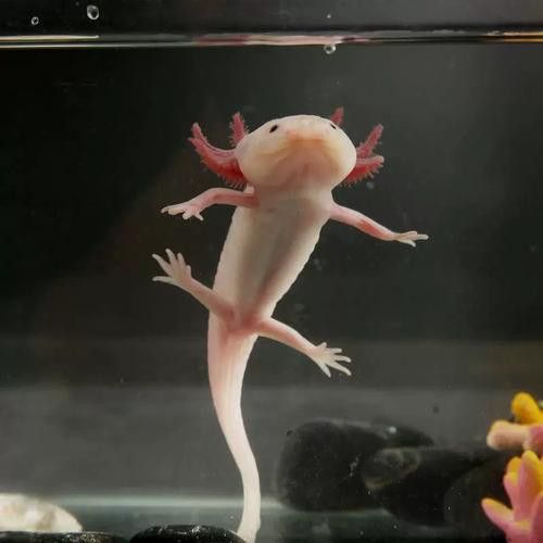 小火龍魚可以與金魚混養嗎圖片