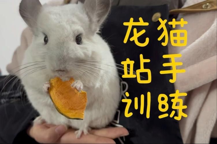 龍貓如何快速適應(yīng)新主人？