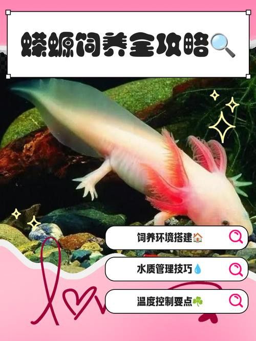小火龍魚可以與金魚混養嗎圖片
