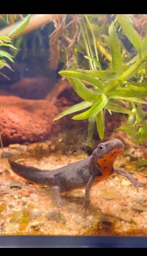 小火龍魚可以與金魚混養嗎圖片