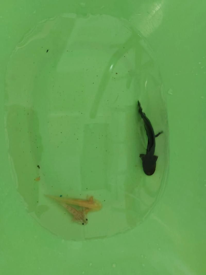 小火龍魚可以與金魚混養嗎圖片
