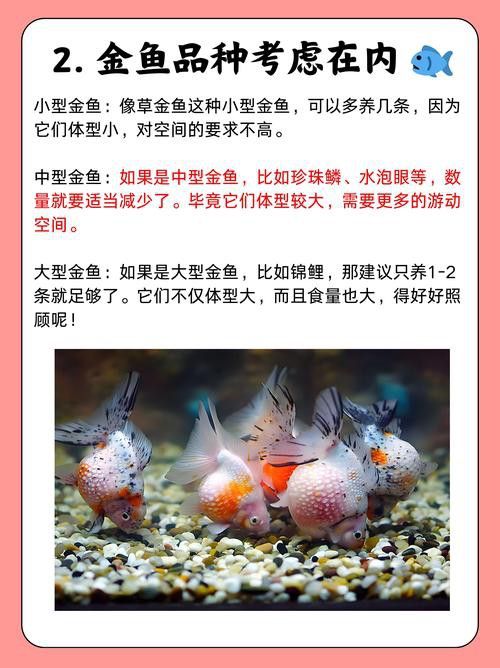 小火龍魚可以與金魚混養嗎圖片
