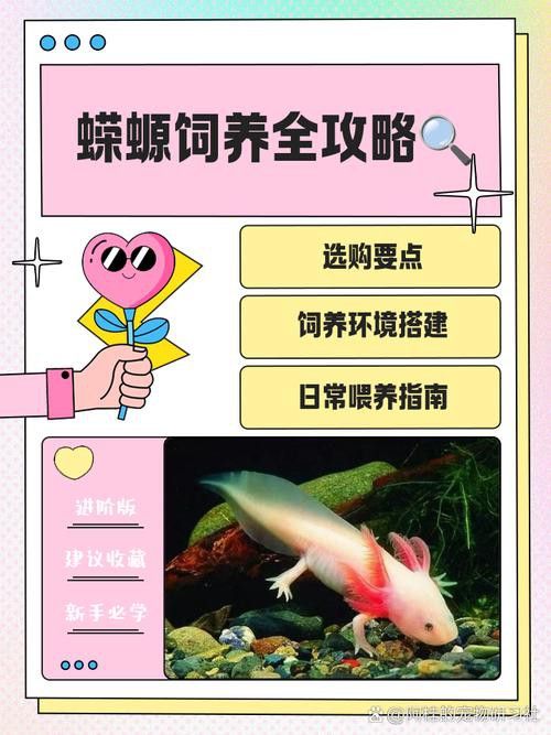 小火龍魚可以與金魚混養嗎圖片