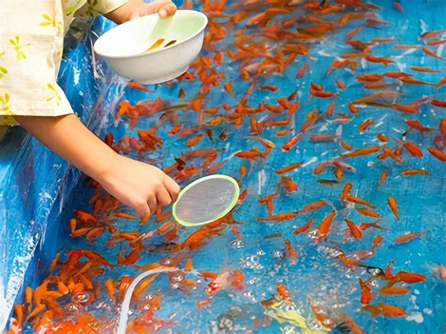 小火龍魚可以與金魚混養嗎圖片