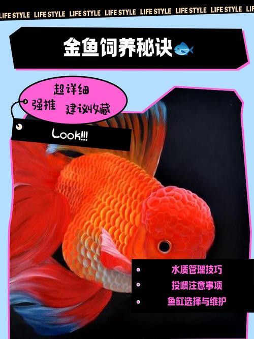 小火龍魚可以與金魚混養嗎圖片
