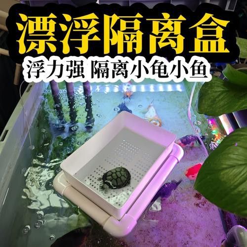小火龍魚可以與金魚混養嗎圖片