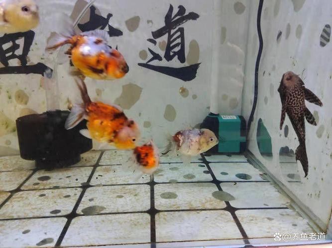 小火龍魚可以與金魚混養嗎圖片