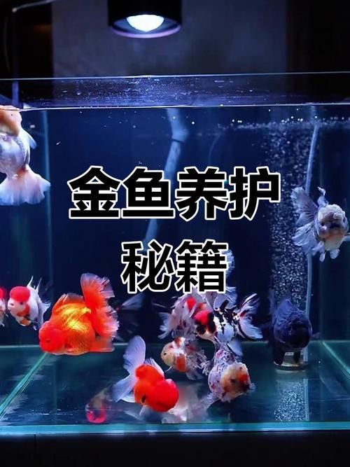 小火龍魚可以與金魚混養嗎圖片