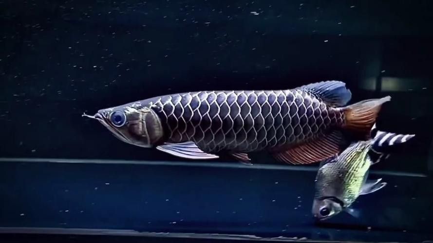 觀賞魚龍魚圖片大全大圖