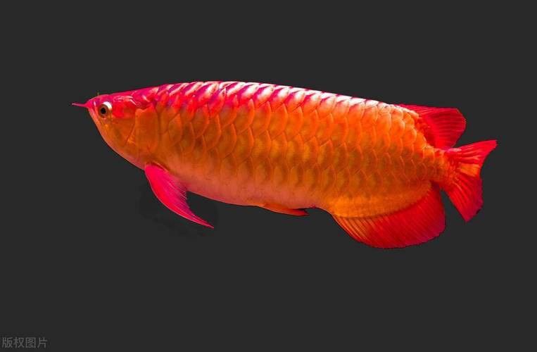 觀賞魚龍魚圖片大全大圖