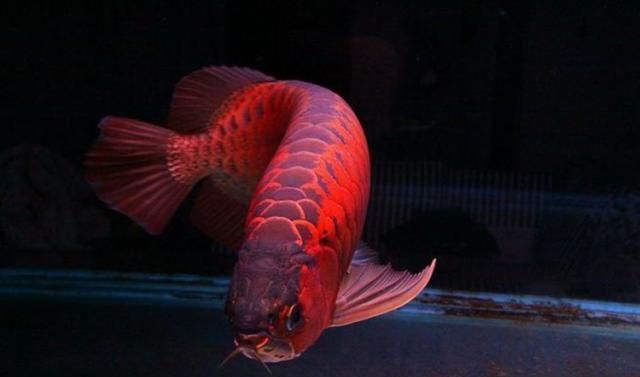 龍魚發色順序是什么樣的：探究龍魚發色順序的奧秘