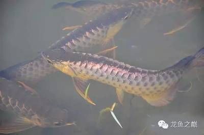 龍魚來自哪個國家的（亞馬遜龍魚與亞洲龍魚區別）